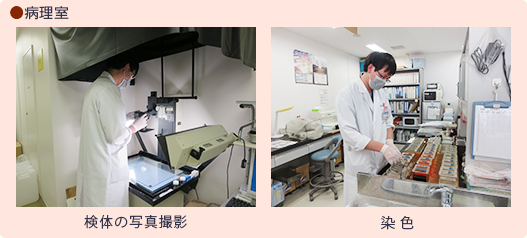 検査技師の1日：病理室